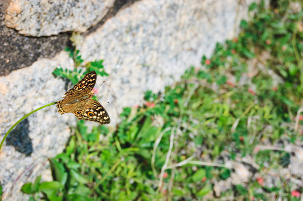 A tropical butterfly sits on a blade of grass against a wall background