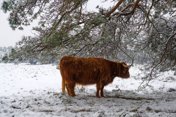 istock Highland cattle seeking shelter under a pine tree in a snowy winter landscape during a cold winter day 893529298