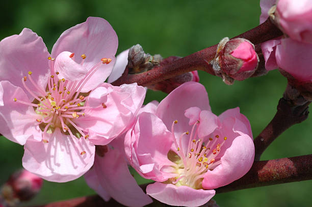 istock peach blossoms, Prunus persica 89353234