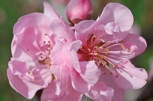 istock peach blossoms, Prunus persica, close up 89353382