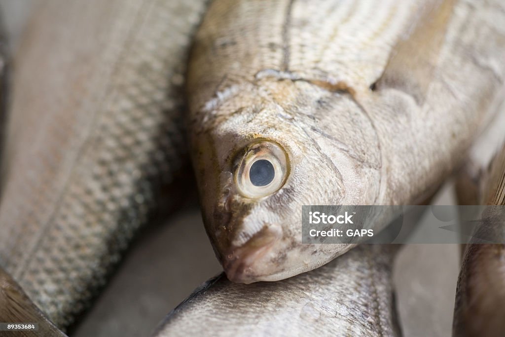 신선한 생선 대한 시장 - 로열티 프리 0명 스톡 사진