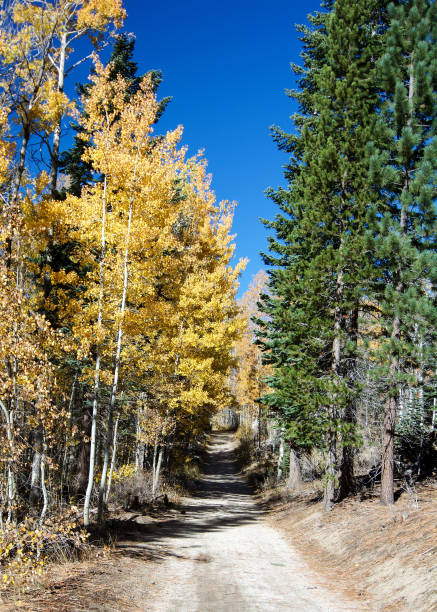 yellow leaves of aspen trees and green leaves of pine trees on trail - nevada pine tree autumn landscape imagens e fotografias de stock