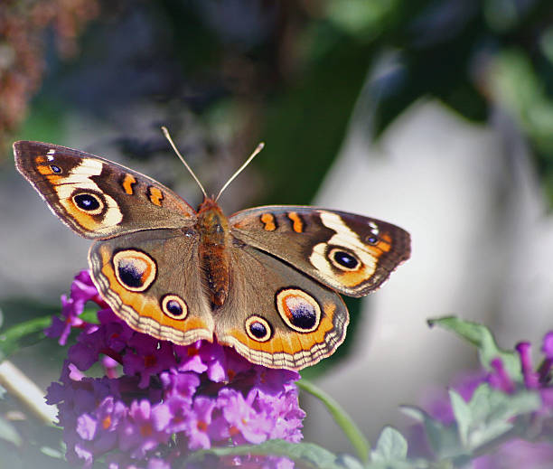 Beautiful Brown Butterfly stock photo