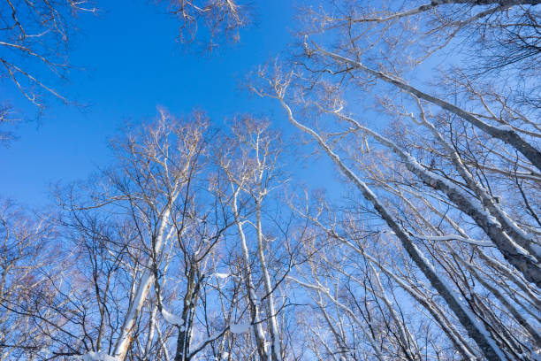 Drzewo i śnieg – zdjęcie