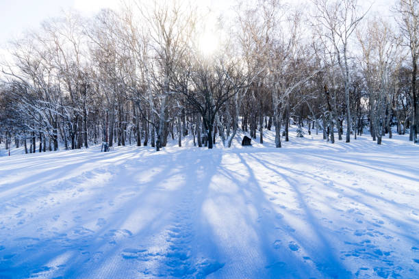 Drzewo i śnieg – zdjęcie