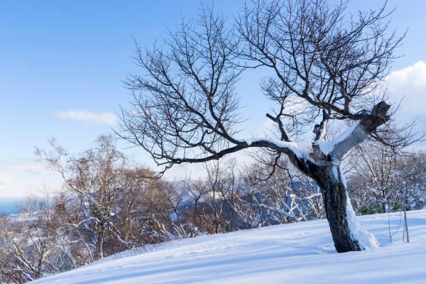 Tree and snow stock photo