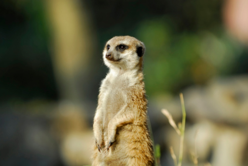 A Meerkat poses for a close up at the Memphis, Tennessee Zoo.