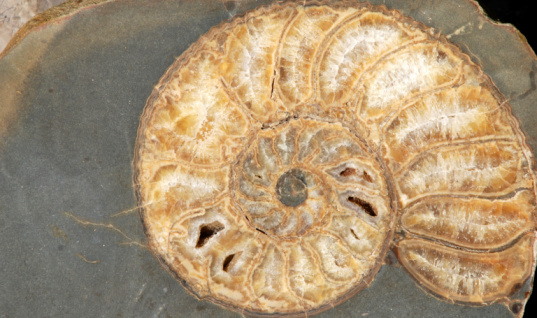 Fossil of a amonite in chalk rock
