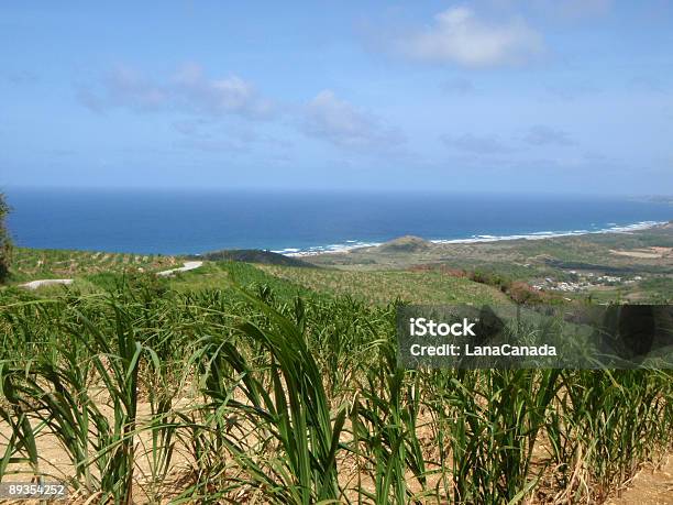 Tropical Coastline And Sugar Cane Plantation Stock Photo - Download Image Now - Barbados, Farm, Plantation