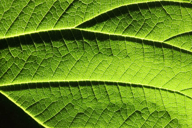 green feuille  - chlorophyll striped leaf natural pattern photos et images de collection