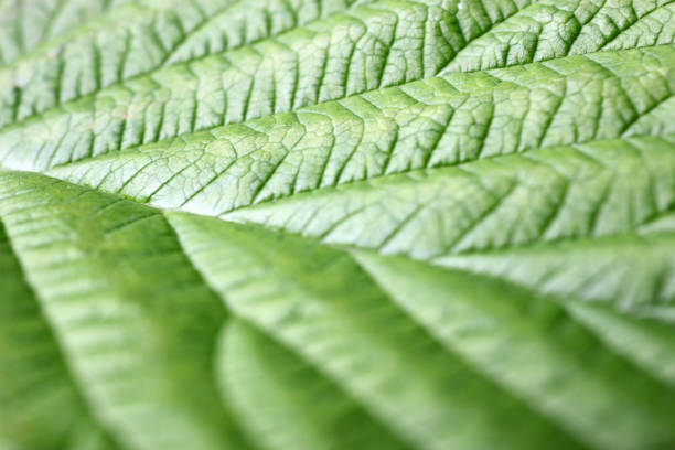 green feuille  - chlorophyll striped leaf natural pattern photos et images de collection