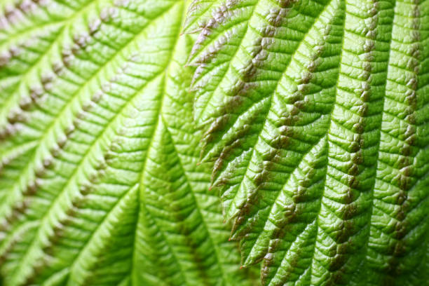 green feuille  - chlorophyll striped leaf natural pattern photos et images de collection