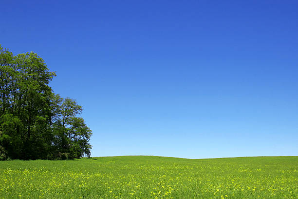 grünen feld, wald grenze und blauer himmel - green field agriculture summer stock-fotos und bilder