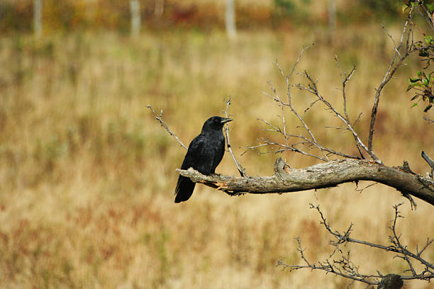 crow stock photo