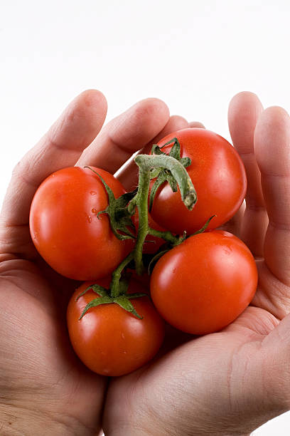 Tomato vine in man's hands stock photo