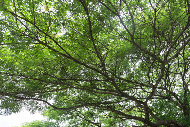 istock big green tree growing in the park 893546932