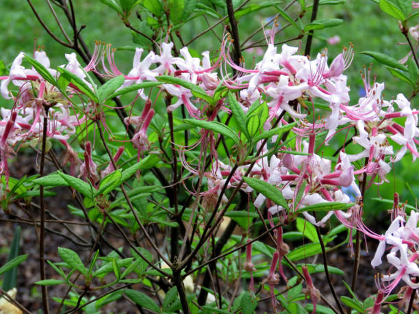 istock Vienna Pinxterbloom Azalea 2016 893548098
