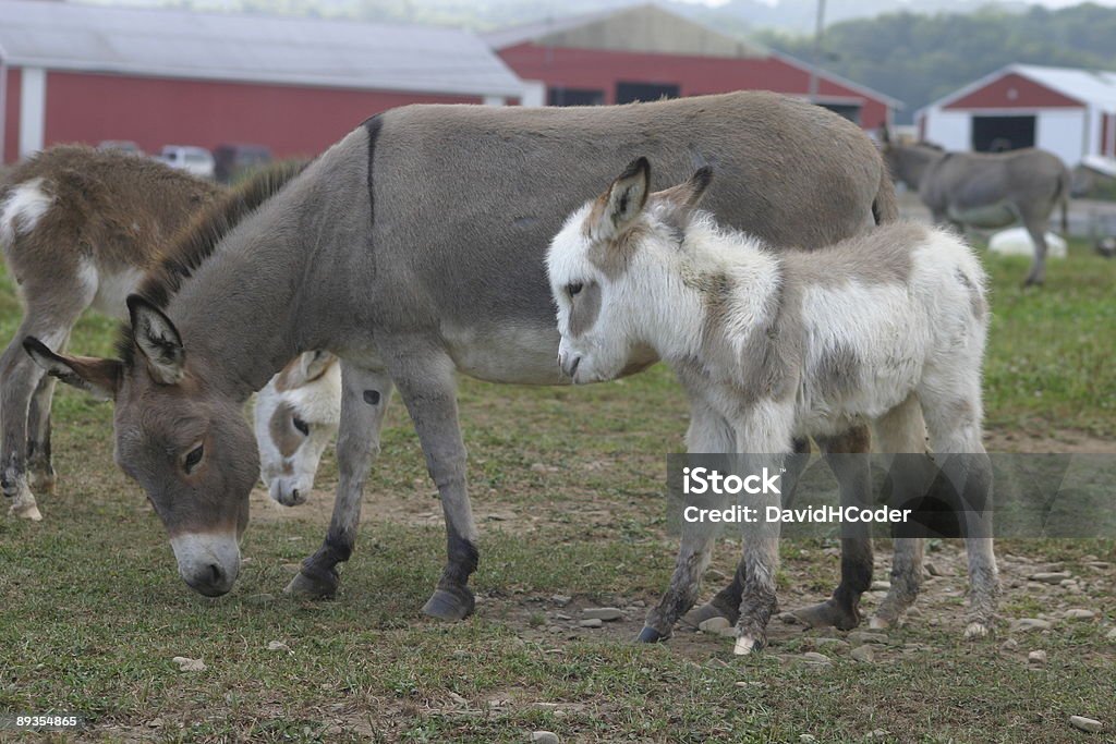 Momma und Baby - Lizenzfrei Agrarbetrieb Stock-Foto