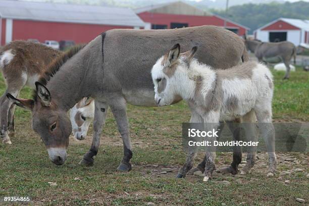 Momma Und Baby Stockfoto und mehr Bilder von Agrarbetrieb - Agrarbetrieb, Domestizierte Tiere, Esel