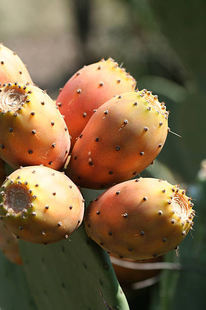 indian higos en planta - cactus spine fotografías e imágenes de stock