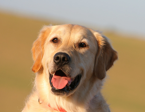 Labrador Retriever Head Close-up