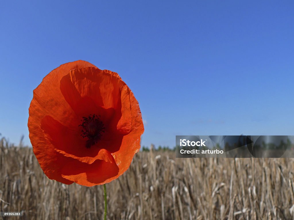 poppy in wheat field  Affectionate Stock Photo