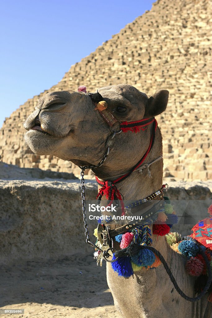 Camelo. O Egipto. - Royalty-free Areia Foto de stock