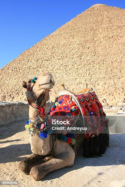 Camelo O Egipto - Fotografias de stock e mais imagens de Animal - Animal, Areia, Cairo