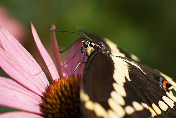 Giant Swallowtail Butterfly (Papilo cresphontes) on Pink Conflower stock photo
