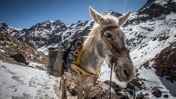 осел в снегу в атласских горах - morocco landscape mountain mountain range стоковые фото и изображения