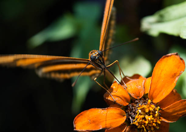 istock Banded Orange Heliconian Butterfly (Dryadula phaetusa) Focus on Proboscis 89356053