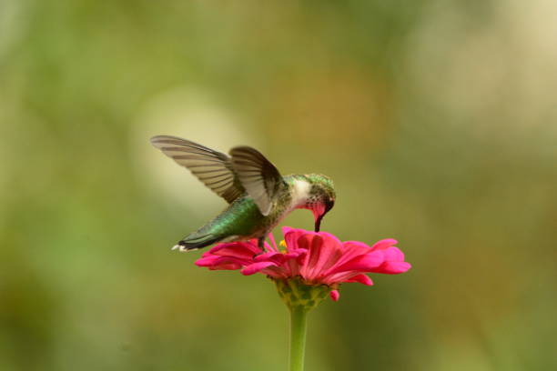 istock Female Ruby-throated Hummingbird feeding on pink zennias. 893560534