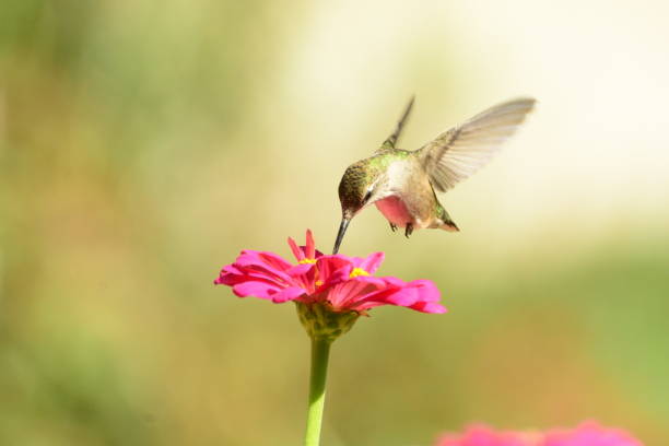 istock Female Ruby-throated Hummingbird feeding on pink zennias. 893560564