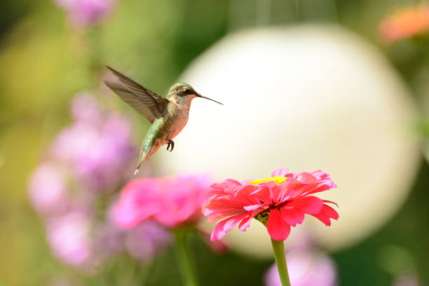 istock Female Ruby-throated Hummingbird feeding on pink zennias. 893560682
