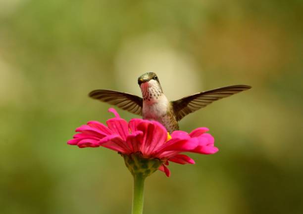 istock Female Ruby-throated Hummingbird feeding on pink zennias. 893560690