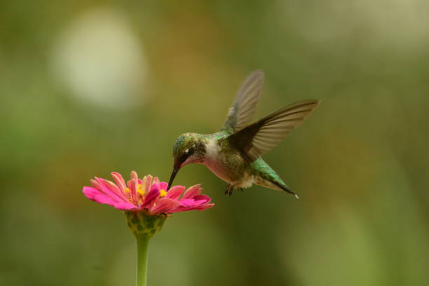 istock Female Ruby-throated Hummingbird feeding on pink zennias. 893560756