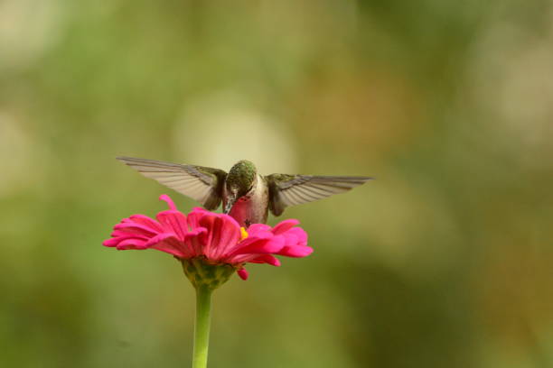 istock Female Ruby-throated Hummingbird feeding on pink zennias. 893560762