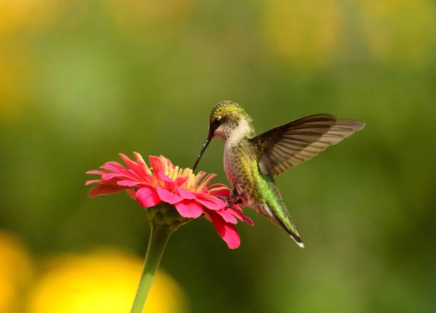 istock Female Ruby-throated Hummingbird feeding on pink zennias. 893560776