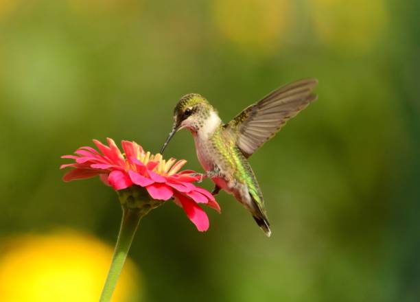 istock Female Ruby-throated Hummingbird feeding on pink zennias. 893560782