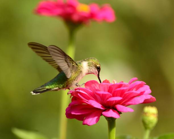 istock Female Ruby-throated Hummingbird feeding on pink zennias. 893560820