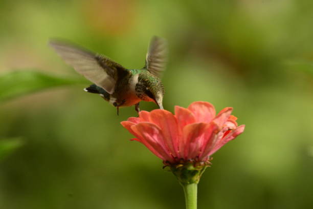 istock Female Ruby-throated Hummingbird feeding on pink zennias. 893560830