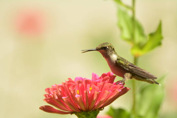 istock Female Ruby-throated Hummingbird feeding on pink zennias. 893560868