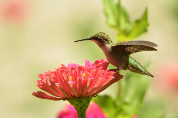 istock Female Ruby-throated Hummingbird feeding on pink zennias. 893560874