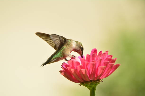 istock Female Ruby-throated Hummingbird feeding on pink zennias. 893560940