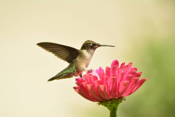 istock Female Ruby-throated Hummingbird feeding on pink zennias. 893560950