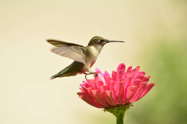 istock Female Ruby-throated Hummingbird feeding on pink zennias. 893560966