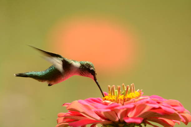 istock Female Ruby-throated Hummingbird feeding on pink zennias. 893560998