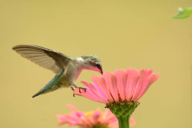 istock Female Ruby-throated Hummingbird feeding on pink zennias. 893561038