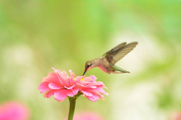istock Female Ruby-throated Hummingbird feeding on pink zennias. 893561126