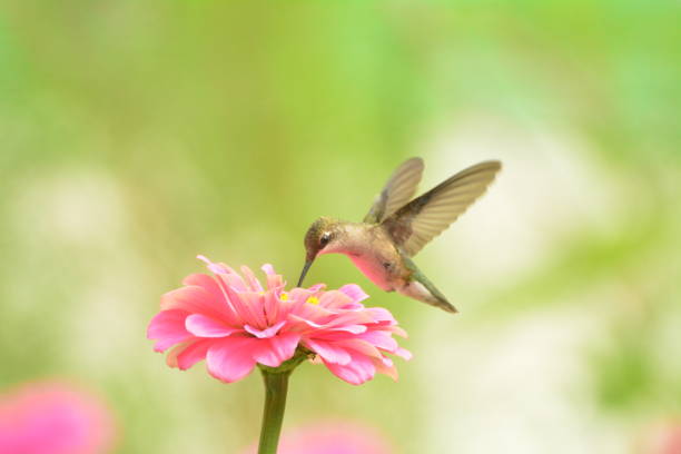 istock Female Ruby-throated Hummingbird feeding on pink zennias. 893561158